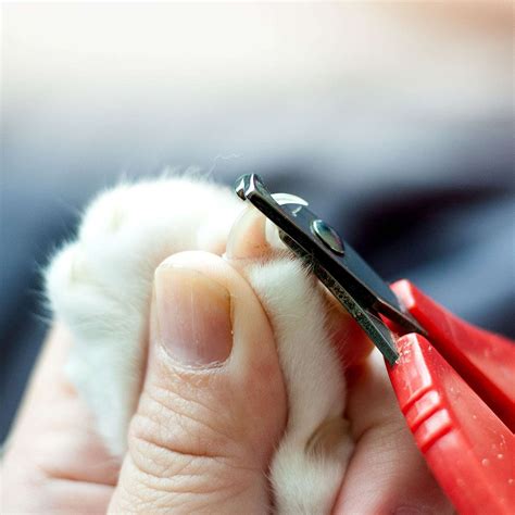 Cat Nail Trimming & Care Step-by-Step · 1. Preparation: · 2. Clipping: · 3. Hold your cat in place by putting your arms and upper body over it while you cl...